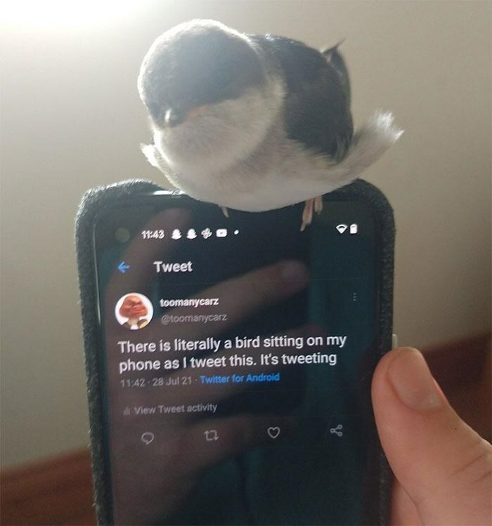 A small bird perched on a phone displaying a tweet about the bird, a wholesome animal photo.