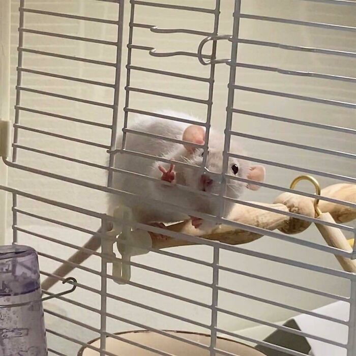 Wholesome animal photos: A white rat looking out from its cage.