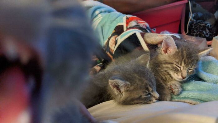Wholesome animal photos: Two small kittens sleeping soundly together.