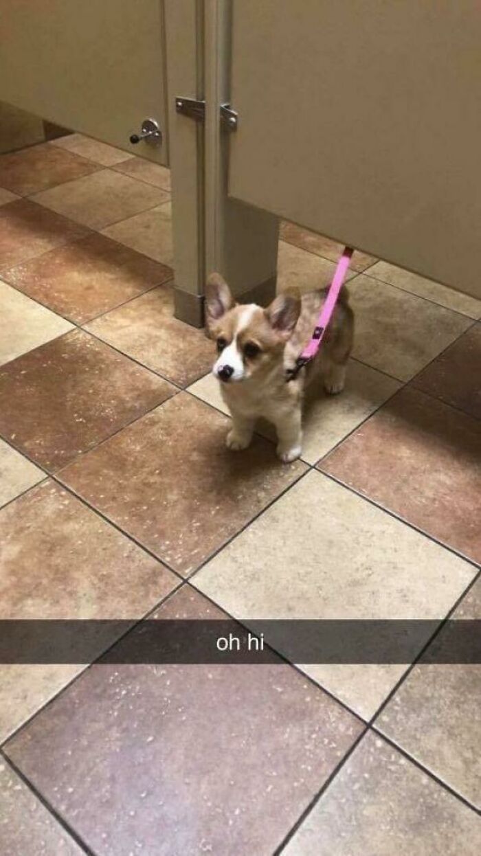 Wholesome animal photo of a small corgi dog on a pink leash standing in a public restroom.