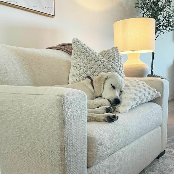 Wholesome animal photo of a golden retriever dog sleeping peacefully on a cream-colored armchair.