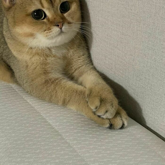 A wholesome golden cat with big eyes looking up, a captivating animal photo that restores faith in the internet.