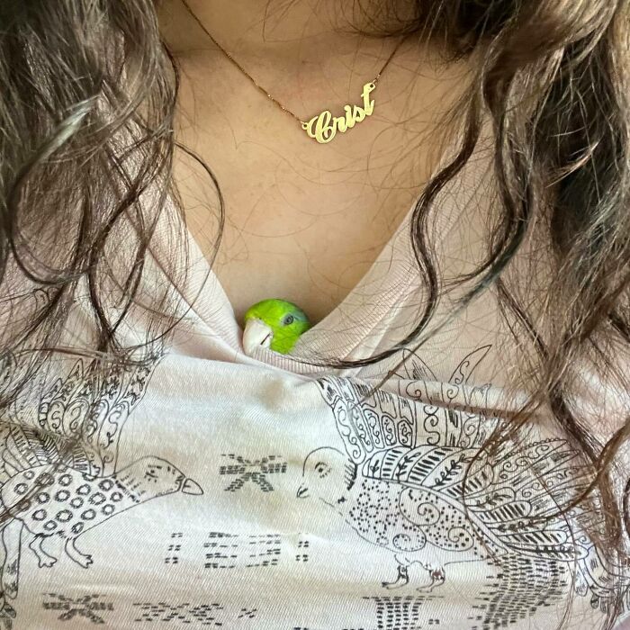 Wholesome animal photos: A small green parrot peeking out of a persons shirt.