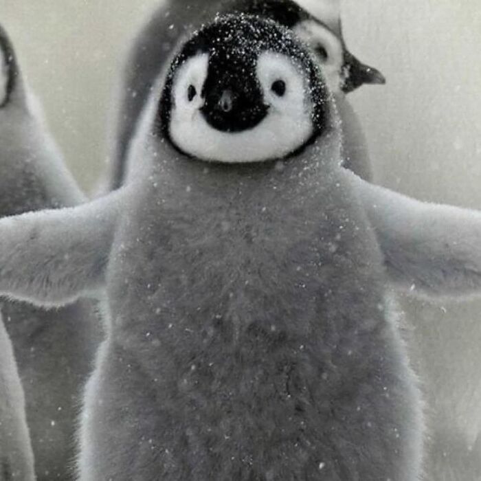 Wholesome animal photos: An adorable baby penguin standing in the snow.