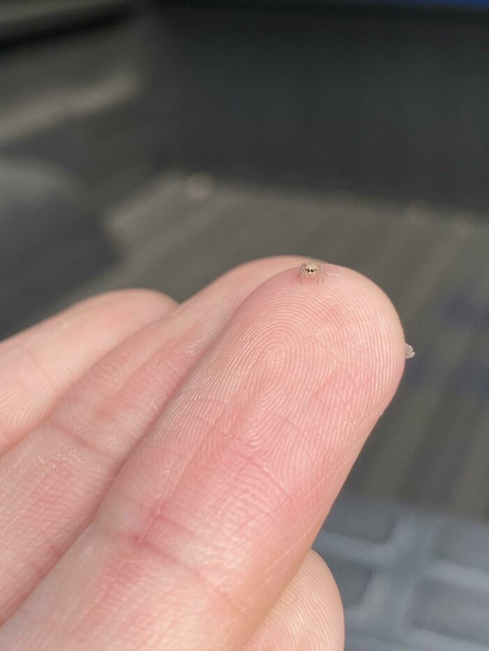Wholesome animal photos: A tiny spider on a person's finger.