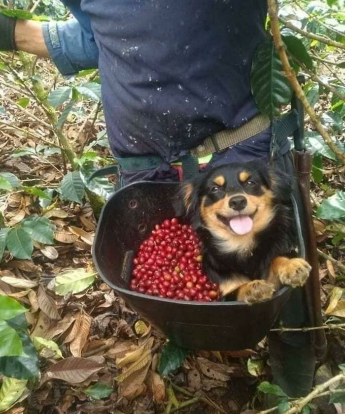 Wholesome animal photos: A happy dog in a bucket with coffee beans, a delightful animal friend.
