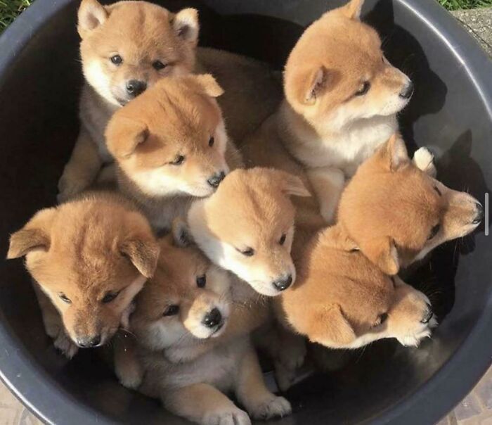 Seven wholesome Shiba Inu puppies in a bucket, showcasing adorable animal photos that restore faith in the internet.