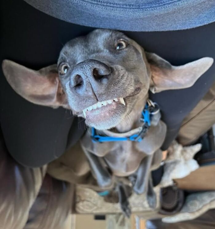 Hilarious photos of a dog with wide eyes and teeth showing, resembling an embarrassing family pic.