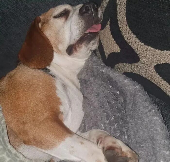A hilarious dog sleeping deeply with its tongue out, feeling like an embarrassing family pic.