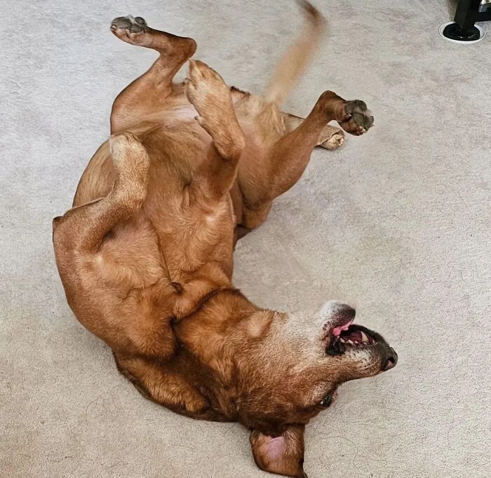 A hilarious dog rolling on its back, feeling like an embarrassing family pic.