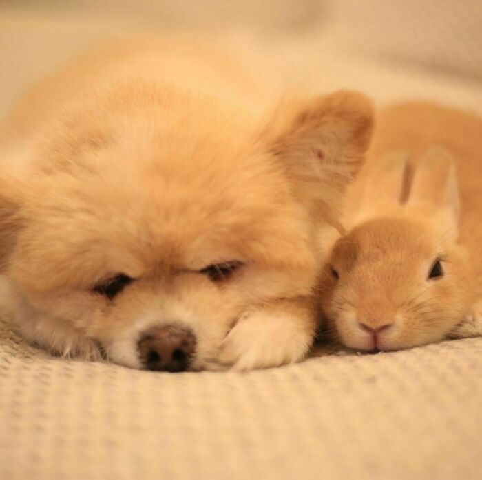A wholesome Pomeranian dog and a bunny sleeping together, illustrating heartwarming animal photos that restore faith in the internet.