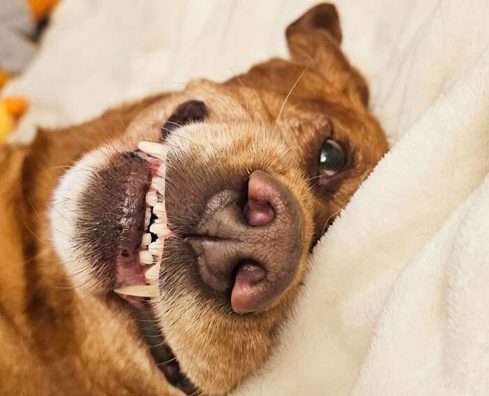 A hilarious dog showing off its teeth, feeling like an embarrassing family pic.