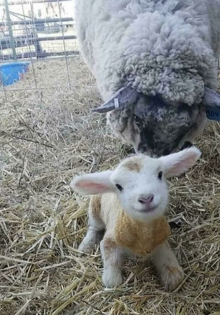 A wholesome lamb with big ears and its mother in a barn, a heartwarming animal photo that restores faith in the internet.