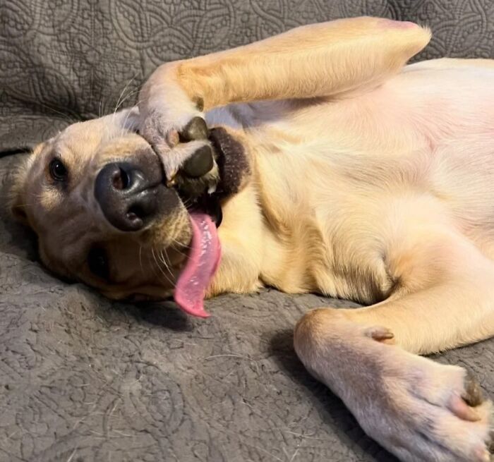 A yellow Labrador lies on its back with its tongue out, looking goofy. Hilarious photos of dogs.