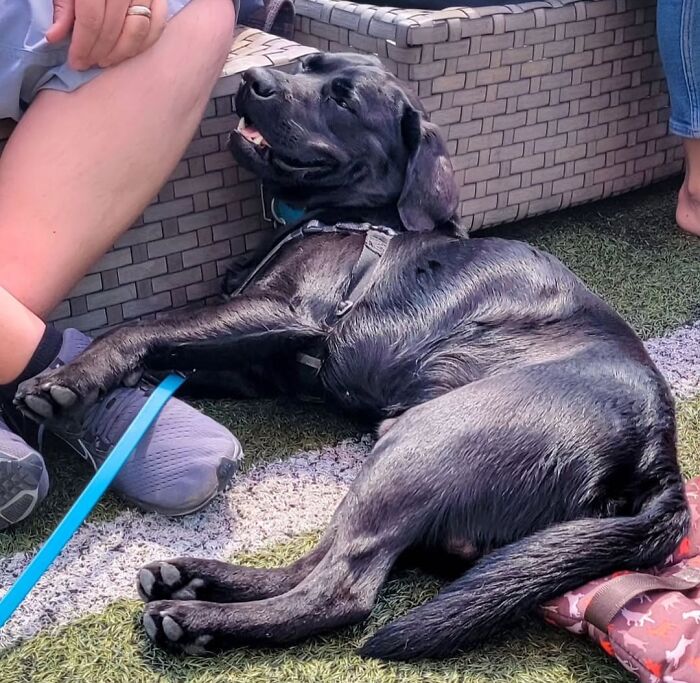 A black dog lying down outdoors. Hilarious dog photo.