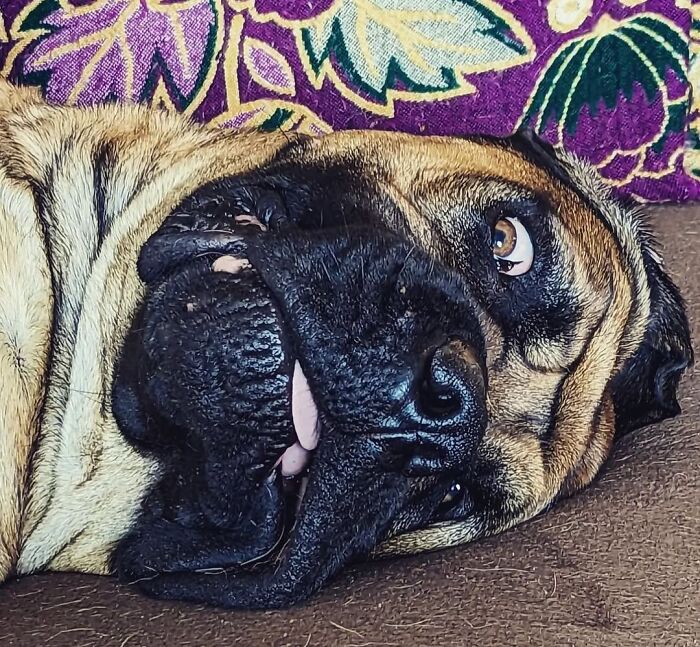 A Mastiff dog lies on its side, making an embarrassing face with a slight tongue poke. Hilarious photos of dogs.
