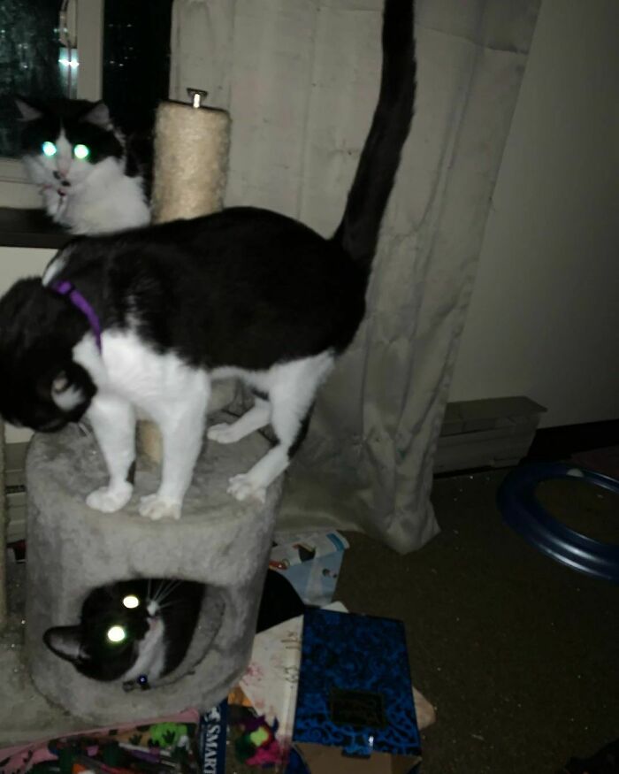 Three black and white cats, two with glowing eyes, around a cat tree, from wholesome animal photos.