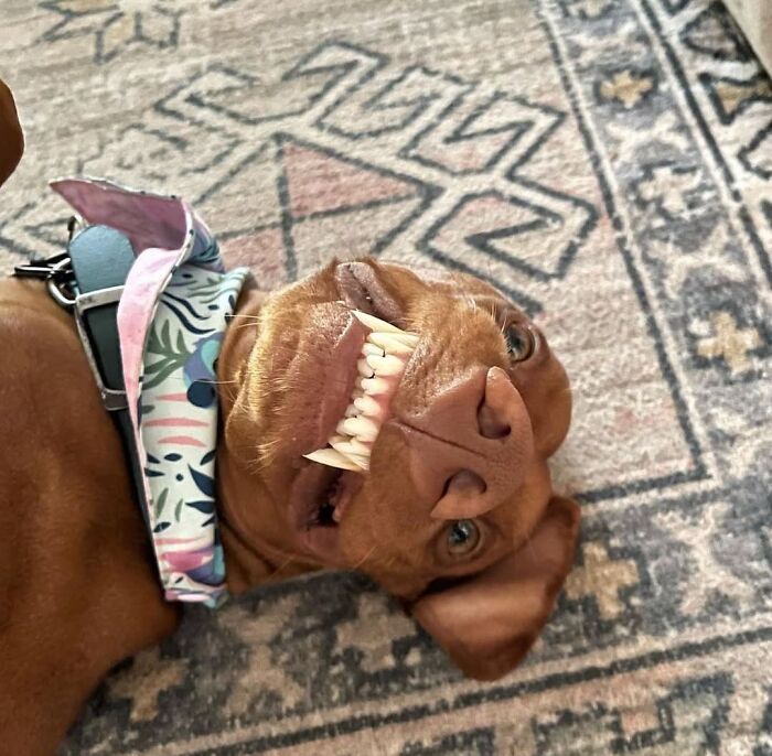 An upside down brown dog showing its teeth. Hilarious dog photo.