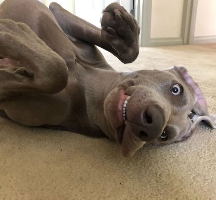 A grey dog lies on its back on a carpet, showing its teeth in a funny grin. Hilarious photos of dogs.