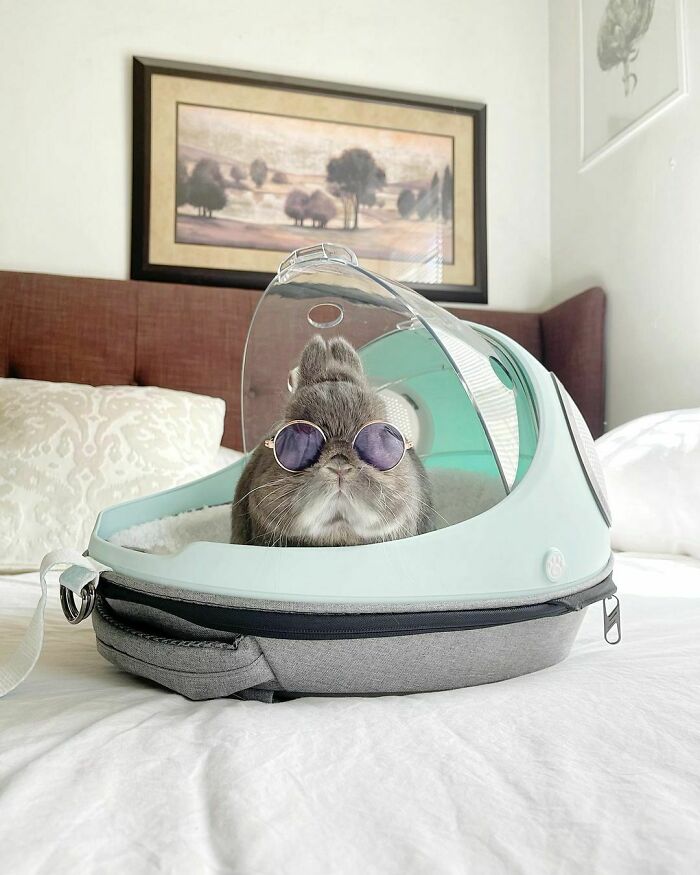 Wholesome animal photos: A bunny with sunglasses in a carrier, a truly heartwarming sight.