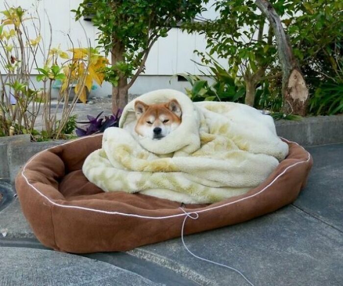 Wholesome animal photos: A cozy dog wrapped in a blanket in a pet bed, an adorable scene.