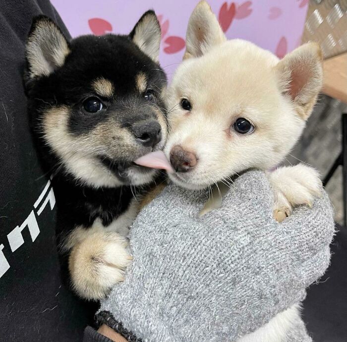 Wholesome animal photos: Two adorable puppies being held, one licking the other, a sweet moment.