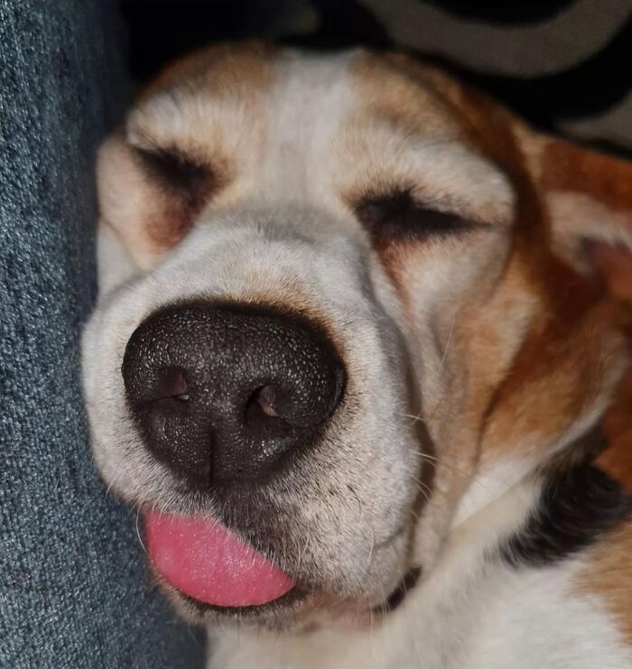 A sleeping dog with its tongue out. Hilarious dog photo.