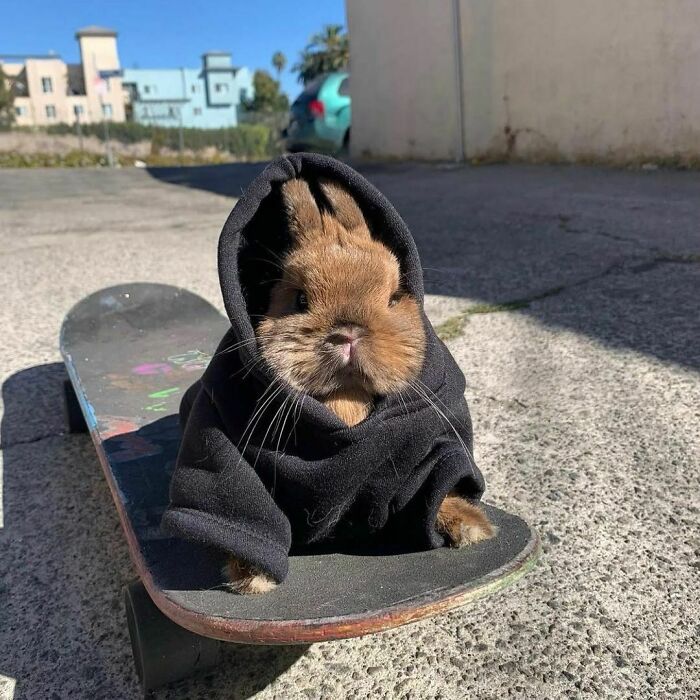 Wholesome animal photos: A cool bunny in a hoodie sitting on a skateboard, a funny animal photo.
