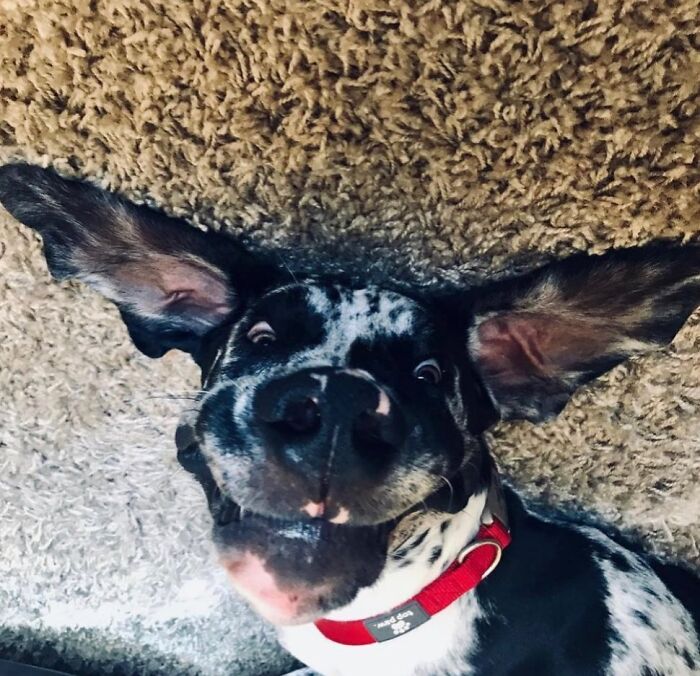 Hilarious photo of a black and white dog with wide ears lying on a rug, resembling an embarrassing family photo.