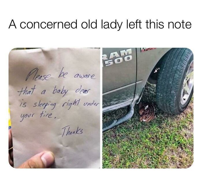 A note warning about a baby deer sleeping under a truck tire, one of many wholesome animal photos.