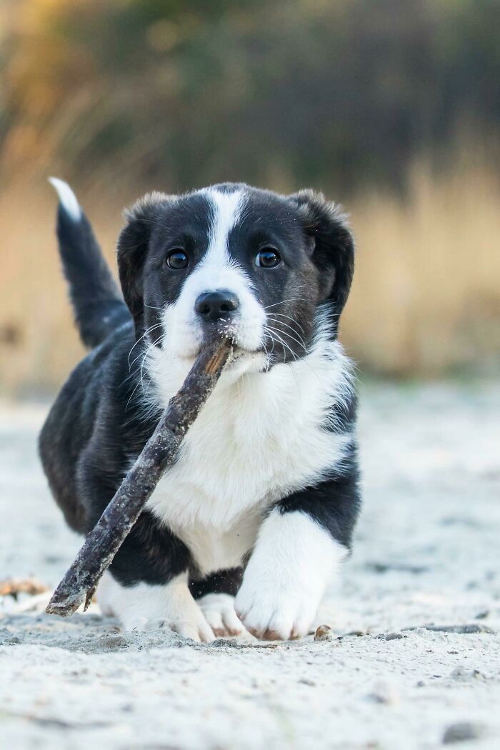 A playful black and white puppy carrying a stick, featured in a collection of wholesome animal photos.