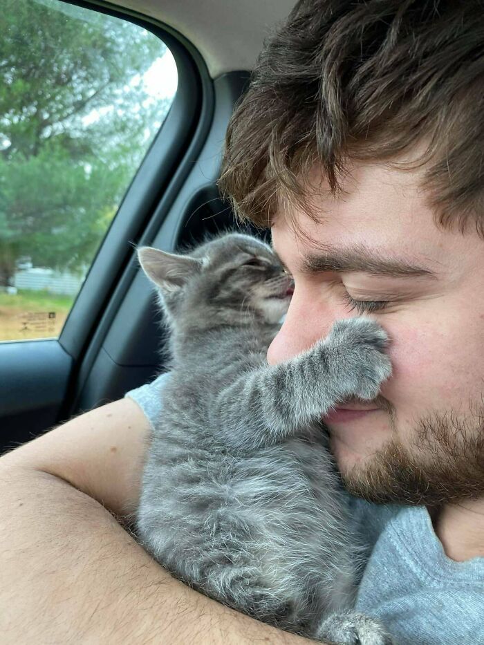 A man lovingly holding a small gray kitten that gently paws his face, among wholesome animal photos.