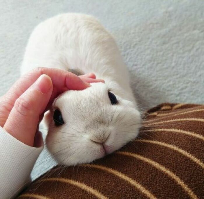 A person petting a fluffy white rabbit that is resting on a striped pillow, highlighting wholesome animal photos.