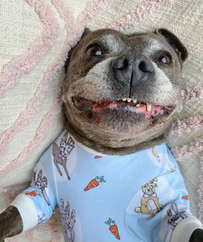 Hilarious photo of a dog wearing blue pajamas with rabbits and carrots, looking up with a big smile.