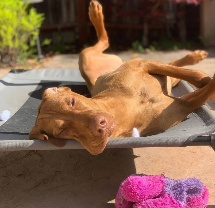 Hilarious photo of a dog stretching upside down on a dog bed in the sun, enjoying the moment.