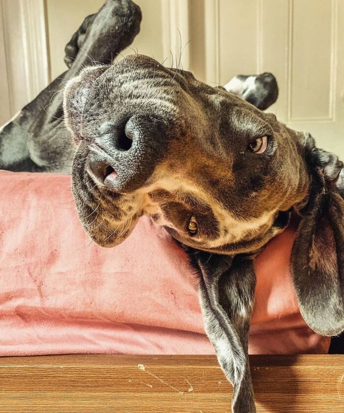 Hilarious photo of a dog lying on its back on a bed, looking comically at the camera.