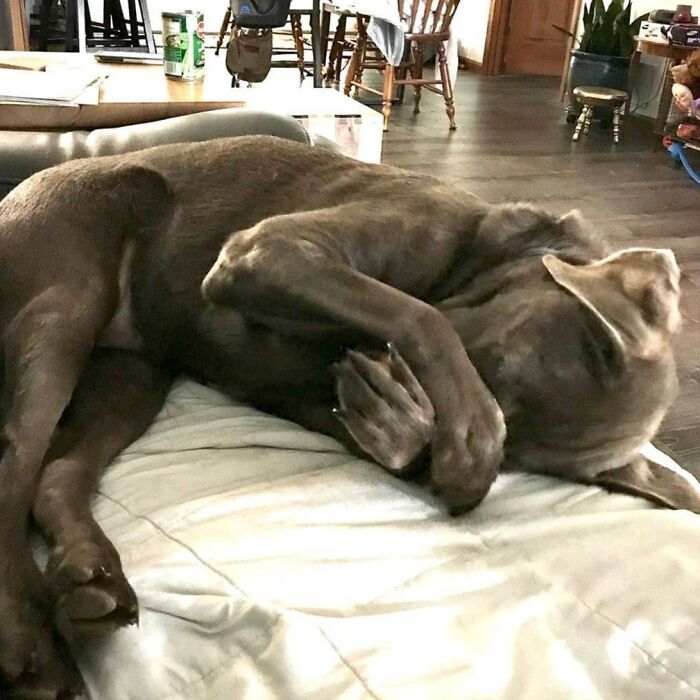 Hilarious photo of a dog sleeping upside down on a couch, looking like an embarrassing family pic.