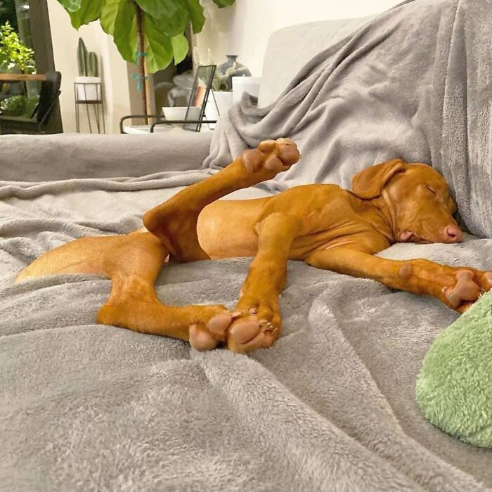 A light brown dog sleeping on a gray blanket, its limbs splayed out, looking like an embarrassing family pic.