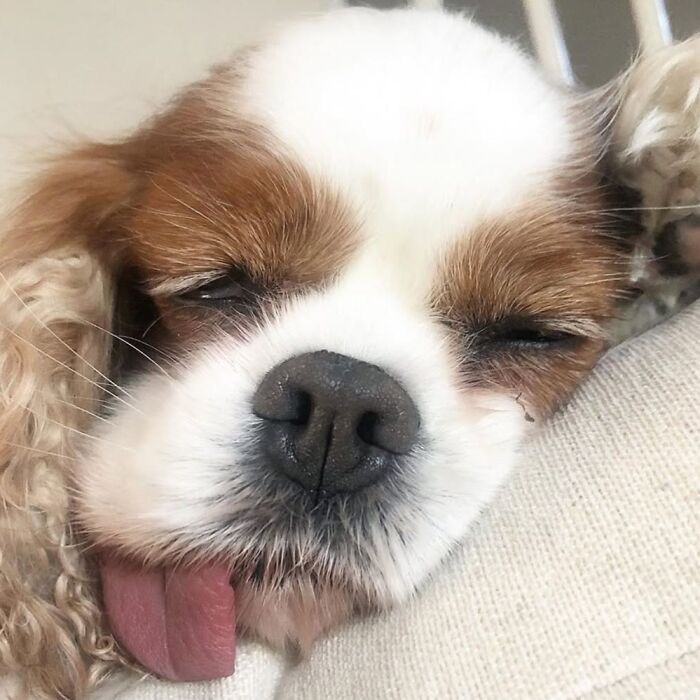 Hilarious photo of a dog with its tongue out, eyes closed, resembling an embarrassing family pic.