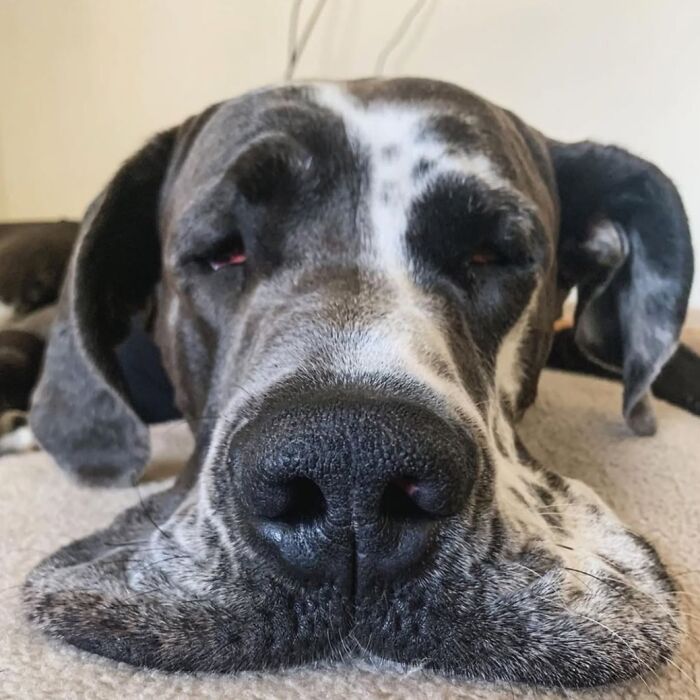 Close-up of a Great Dane dog's face, lying down with its jowls spread out, a hilarious dog photo.