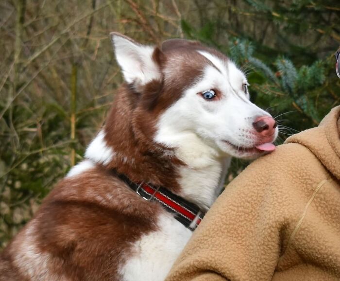 Hilarious photo of a husky dog sticking its tongue out, resembling an embarrassing family pic.