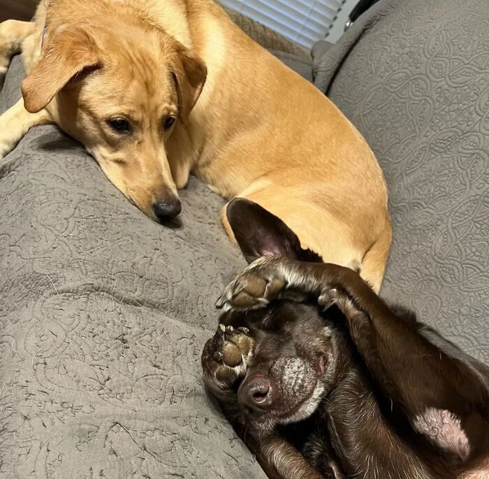 A hilarious dog photo of two dogs on a couch, one covering its face with its paw.
