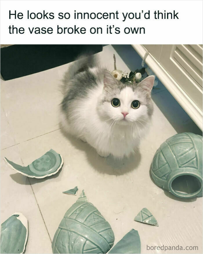A fluffy white cat with wide, innocent eyes sitting next to a broken vase, a heartwarming example from wholesome animal photos.