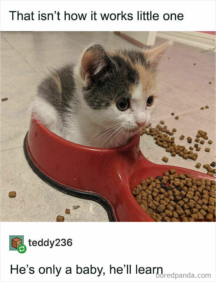 Wholesome animal photo of a tiny calico kitten curiously sitting in a red food bowl next to scattered kibble.