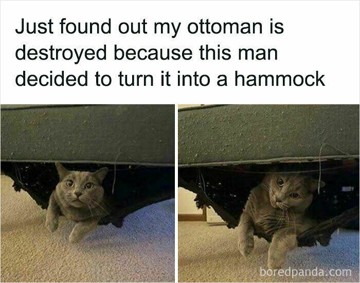 Wholesome animal photos: A cat peeking out from a destroyed ottoman, turned into a hammock.