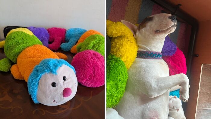 A split image showing a long, colorful caterpillar plush toy and a bull terrier dog sleeping next to it, from funny Vinted posts.