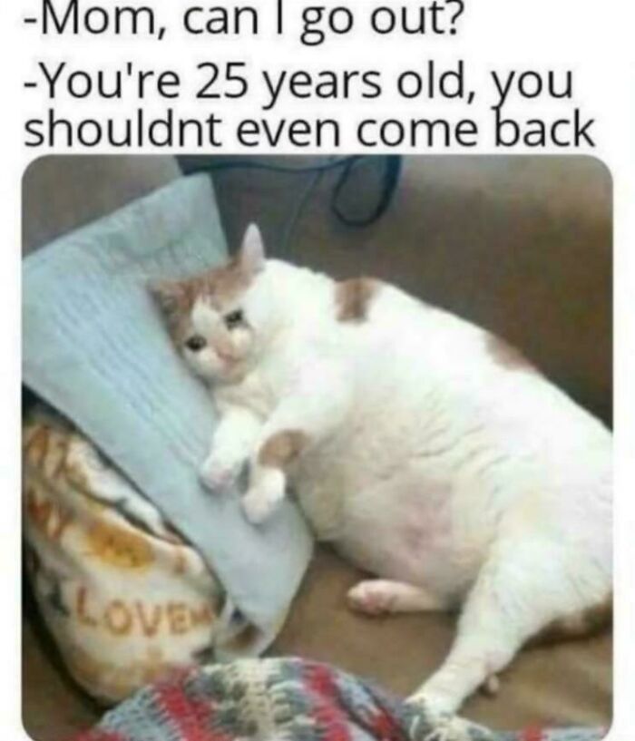 A meme of a sad, overweight cat lying on a pillow, representing a person asking to go out and being told they are 25.