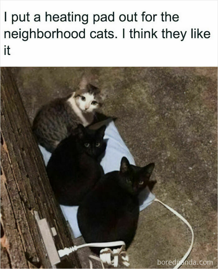 Wholesome animal photo showing three cats, two black and one striped, enjoying a heating pad outdoors.
