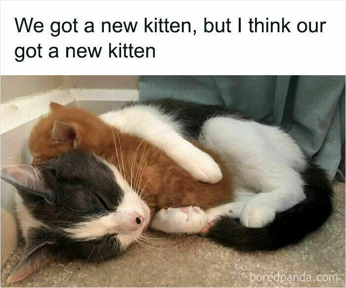 Wholesome animal photos: A calico cat cuddling closely with a small ginger kitten.