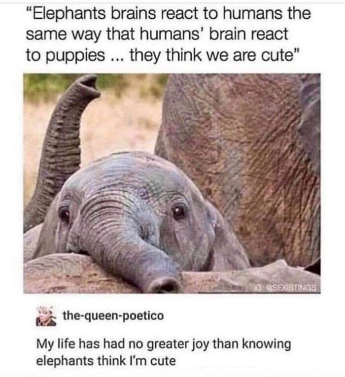 A meme about life, featuring a cute baby elephant next to an adult elephant, with text explaining elephants think humans are cute.